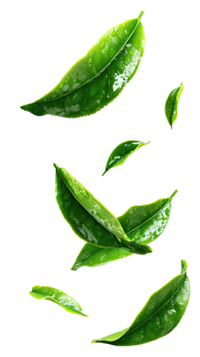 vector